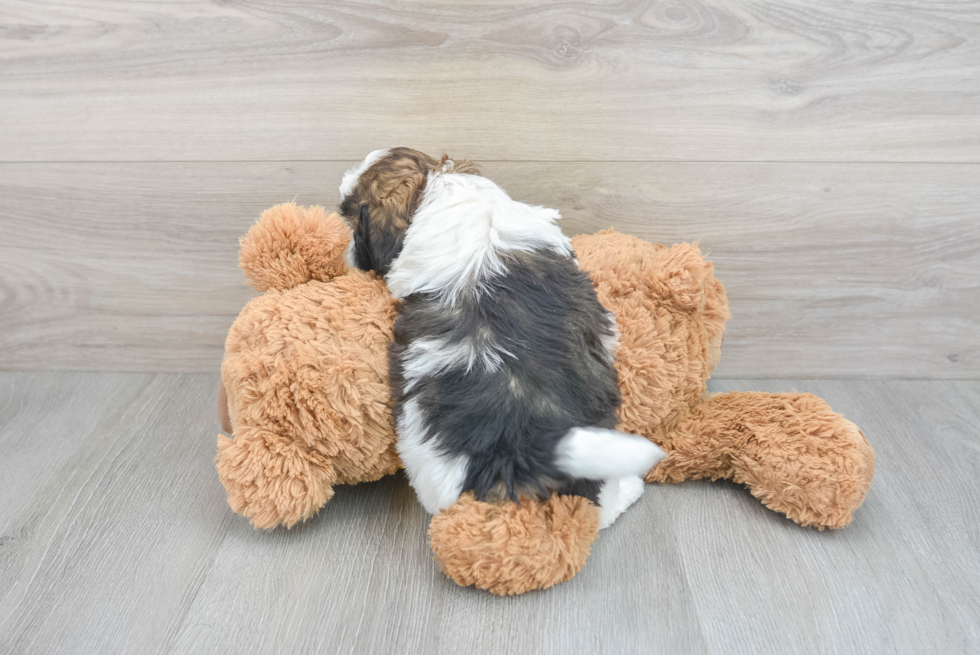 Energetic Shih Poo Poodle Mix Puppy