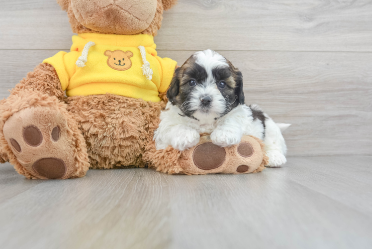 Adorable Shihpoo Poodle Mix Puppy