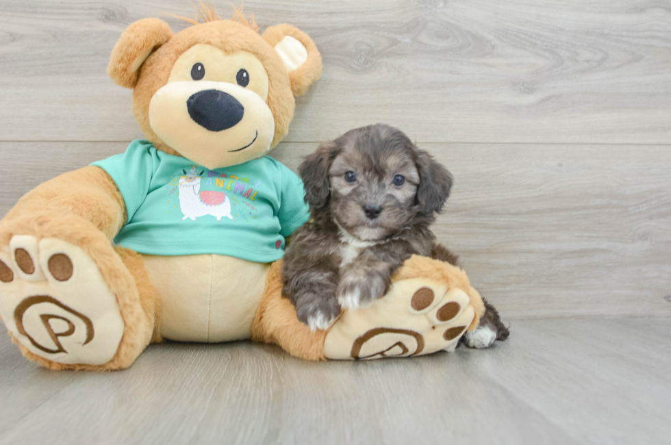 8 week old Shih Poo Puppy For Sale - Premier Pups