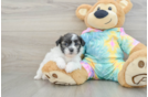 Shih Poo Pup Being Cute