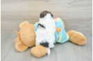 Shih Poo Pup Being Cute