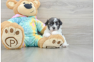 Shih Poo Pup Being Cute