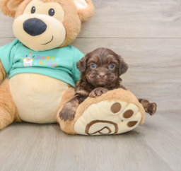 7 week old Shih Poo Puppy For Sale - Premier Pups