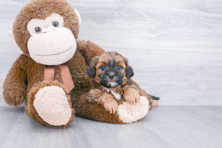 Shih Poo Pup Being Cute