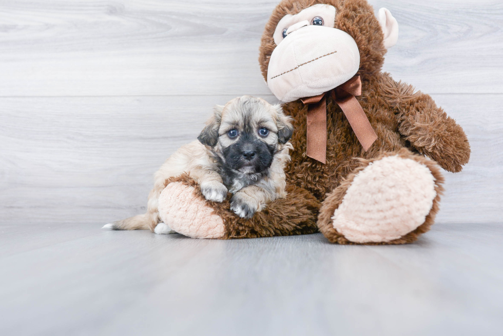 Fluffy Shih Poo Poodle Mix Pup