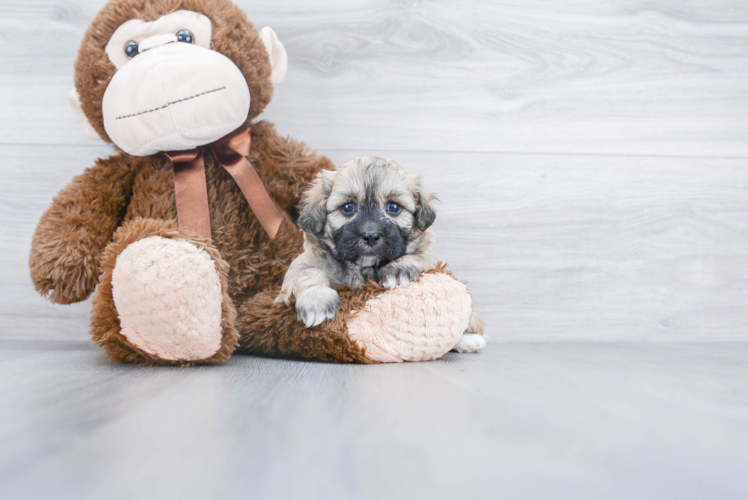 Best Shih Poo Baby