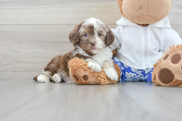 Hypoallergenic Shihpoo Poodle Mix Puppy