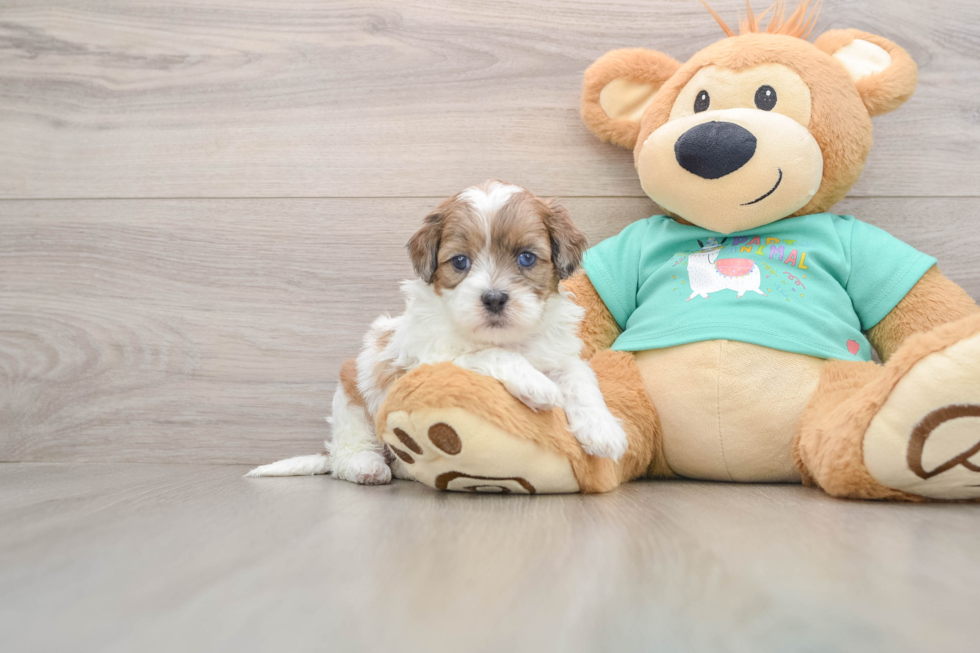 Friendly Shih Poo Baby