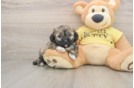 Shih Poo Pup Being Cute