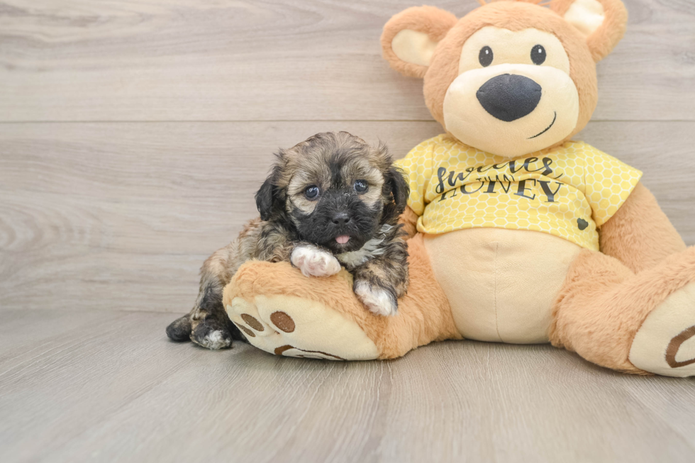 Shih Poo Pup Being Cute