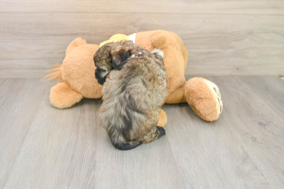 Cute Shih Poo Baby