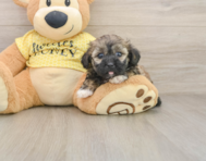 8 week old Shih Poo Puppy For Sale - Premier Pups