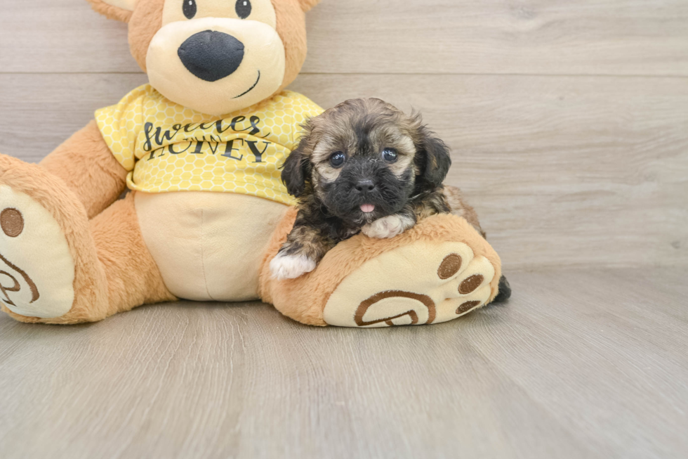 Best Shih Poo Baby