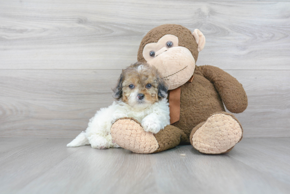 Playful Shihpoo Poodle Mix Puppy