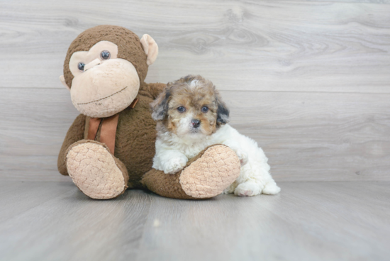 Shih Poo Pup Being Cute