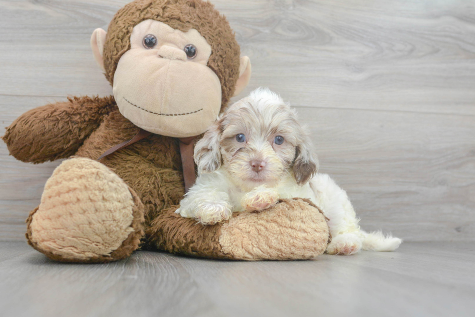 Happy Shih Poo Baby