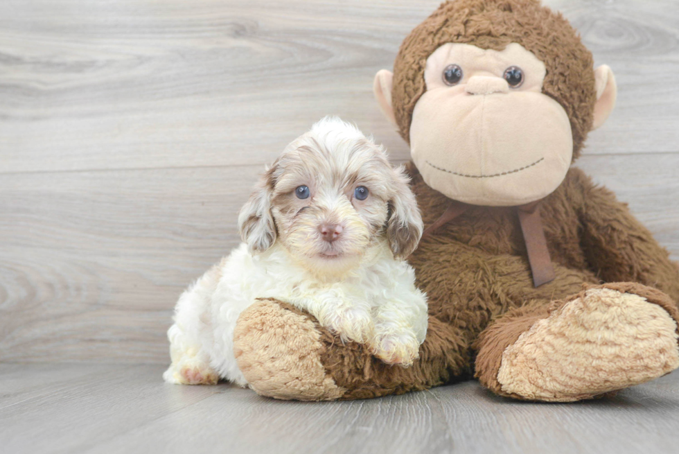Hypoallergenic Shih Poo Poodle Mix Puppy