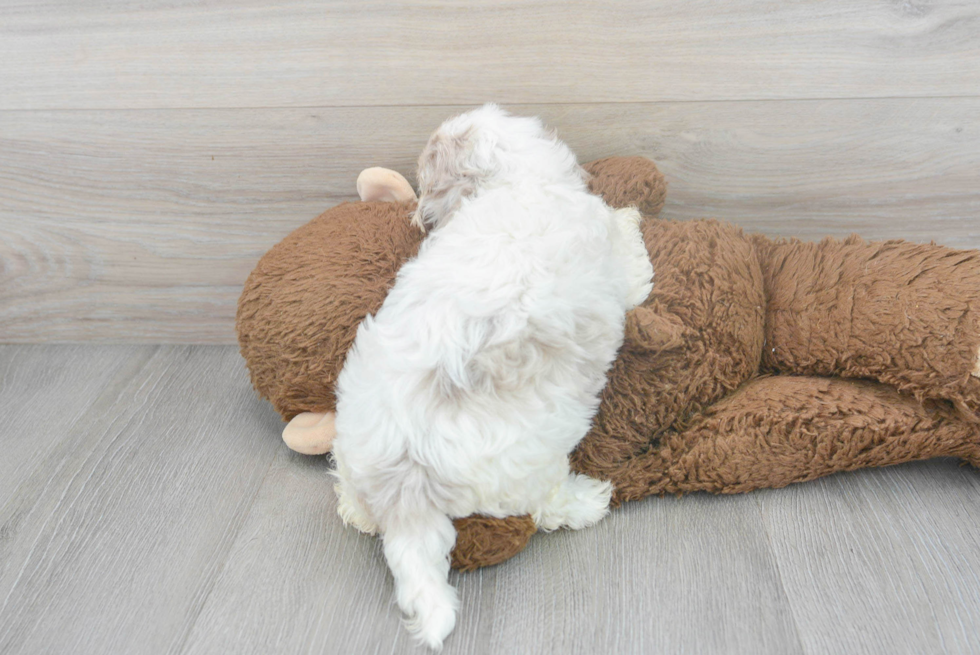 Popular Shih Poo Poodle Mix Pup