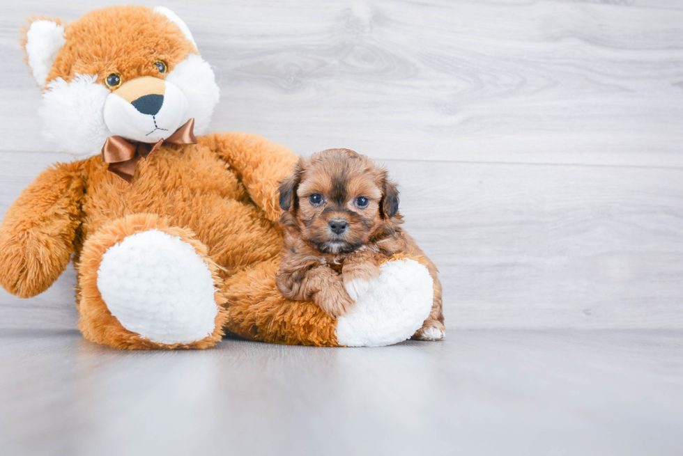 Shih Poo Puppy for Adoption