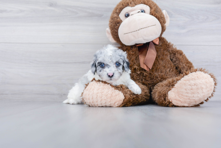 Best Shih Poo Baby