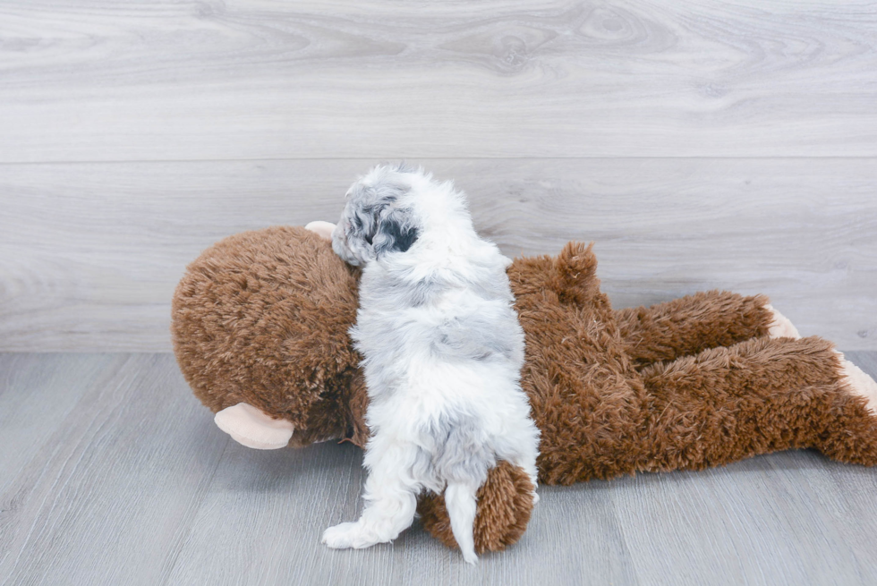 Shih Poo Puppy for Adoption