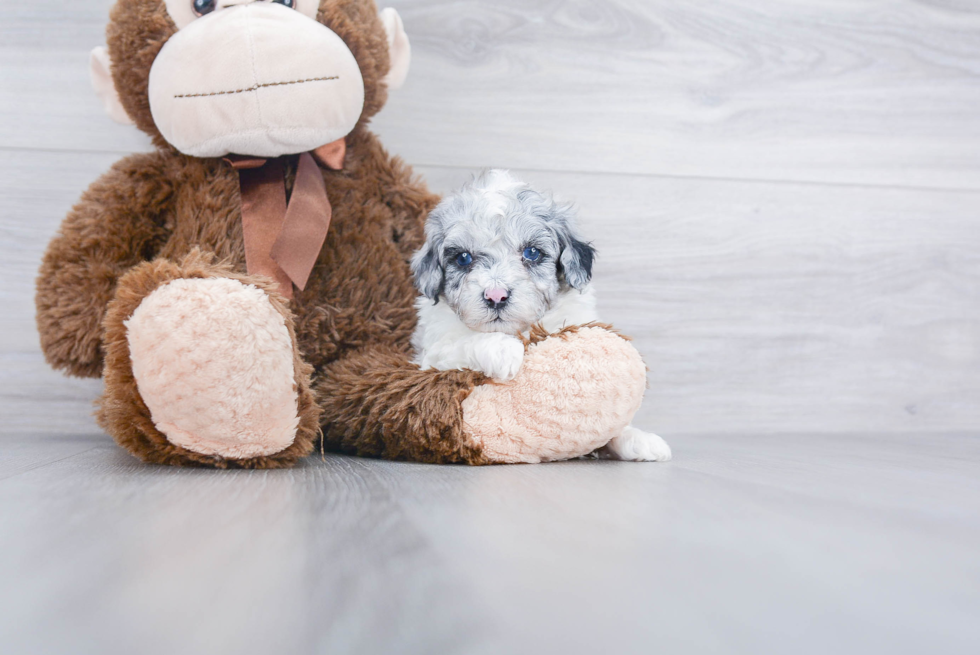 Best Shih Poo Baby