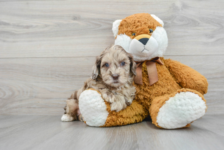 Funny Shih Poo Poodle Mix Pup