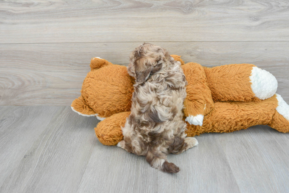 Best Shih Poo Baby