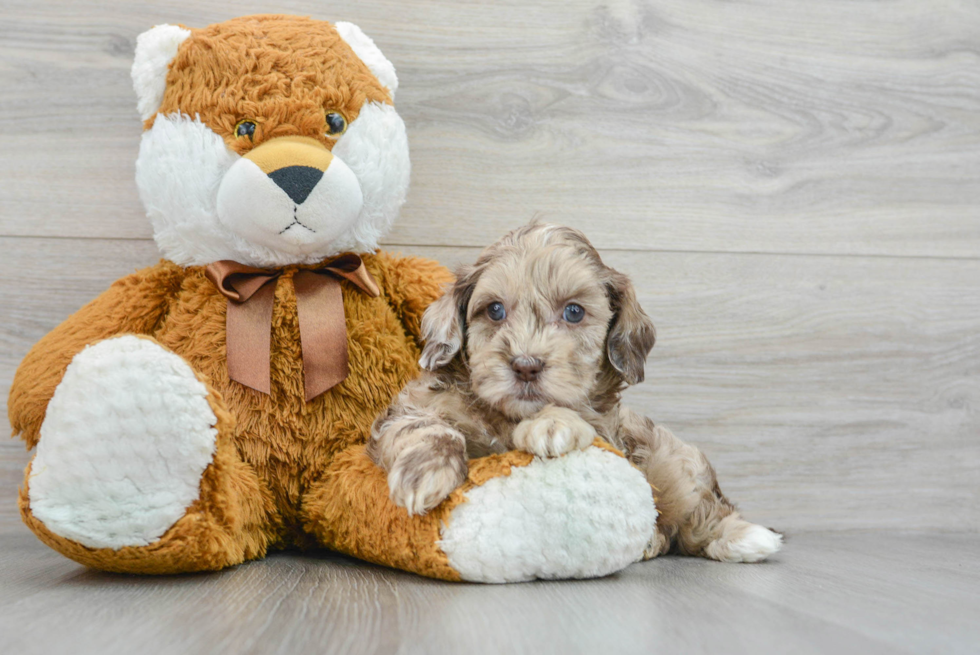 Friendly Shih Poo Baby