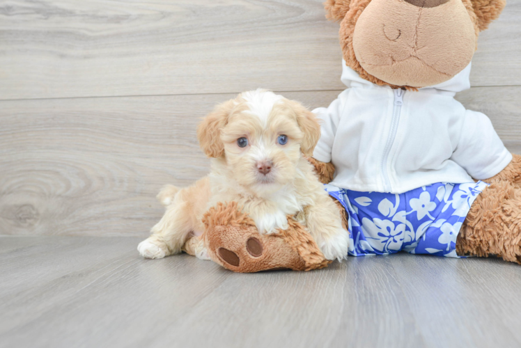 Happy Shih Poo Baby