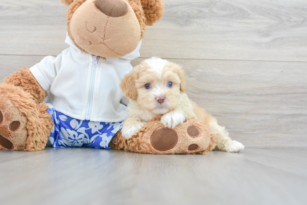 Petite Shih Poo Poodle Mix Pup