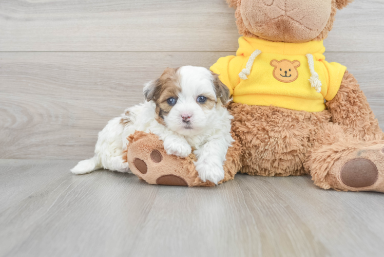 Funny Shih Poo Poodle Mix Pup