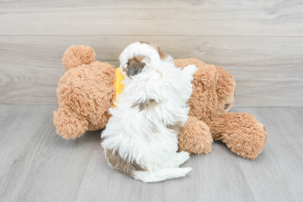 Shih Poo Pup Being Cute