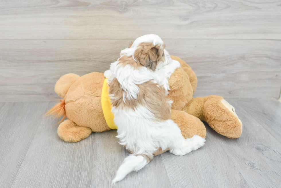 Shih Poo Pup Being Cute