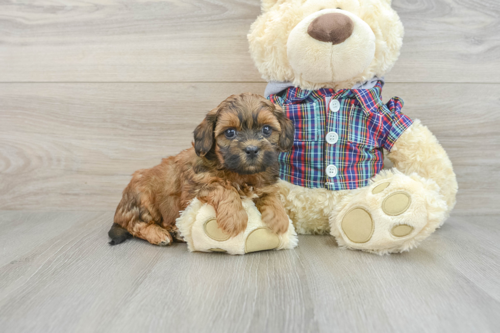 Smart Shih Poo Poodle Mix Pup