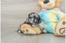 Little Shihpoo Poodle Mix Puppy