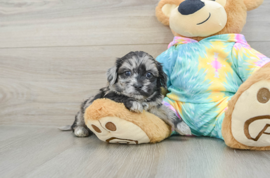 Little Shihpoo Poodle Mix Puppy