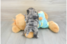 Little Shihpoo Poodle Mix Puppy
