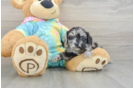 Shih Poo Puppy for Adoption