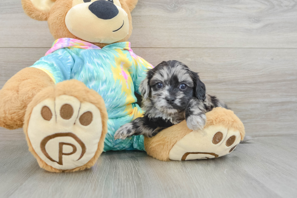 Shih Poo Puppy for Adoption