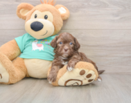 6 week old Shih Poo Puppy For Sale - Premier Pups