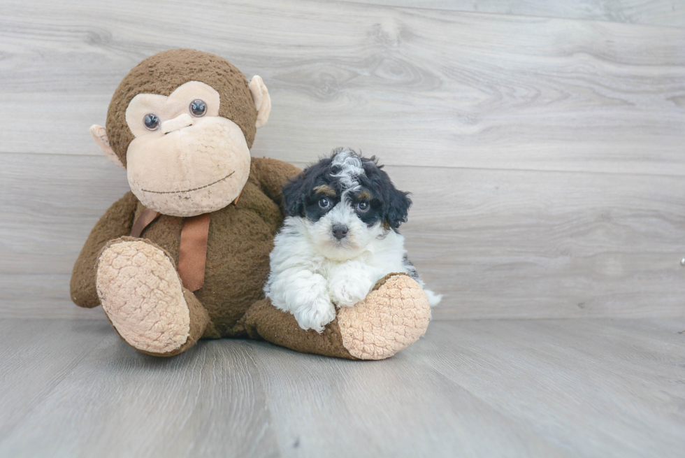 Popular Shih Poo Poodle Mix Pup