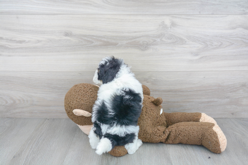 Hypoallergenic Shih Poo Poodle Mix Puppy