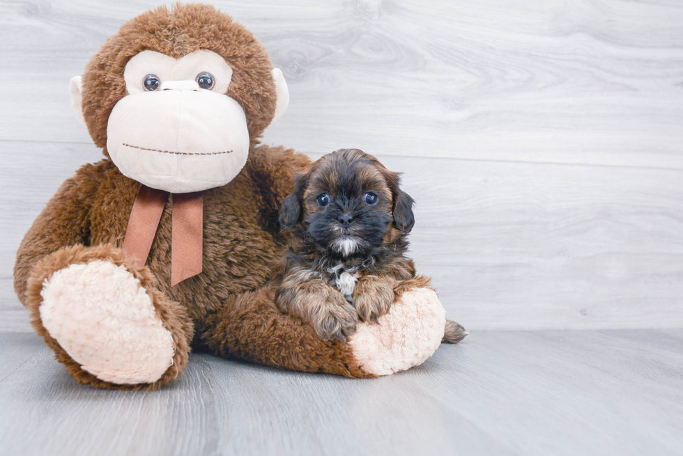 Little Shihpoo Poodle Mix Puppy