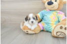 Shih Poo Puppy for Adoption