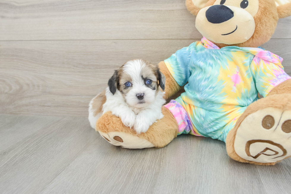 Shih Poo Puppy for Adoption