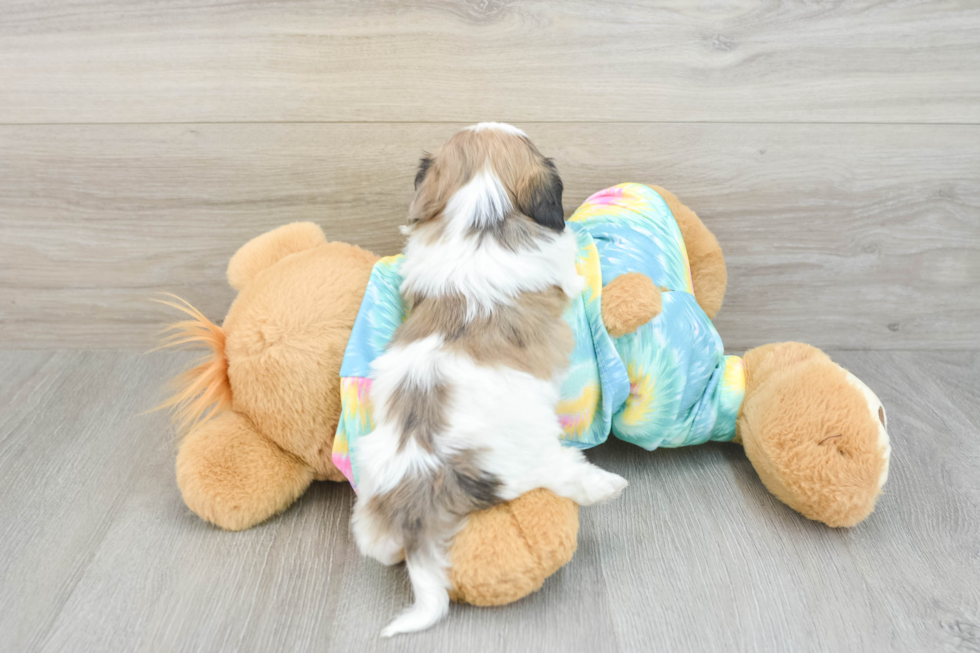 Cute Shih Poo Baby