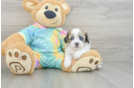 Shih Poo Puppy for Adoption