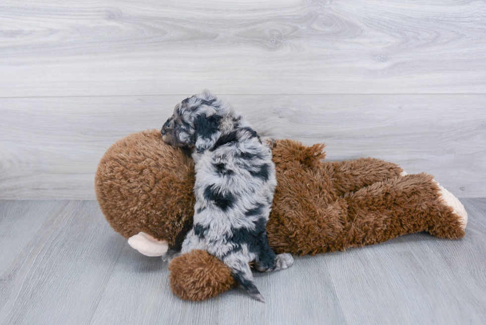 Shih Poo Pup Being Cute