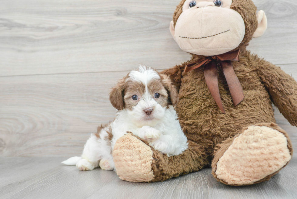 Little Shihpoo Poodle Mix Puppy